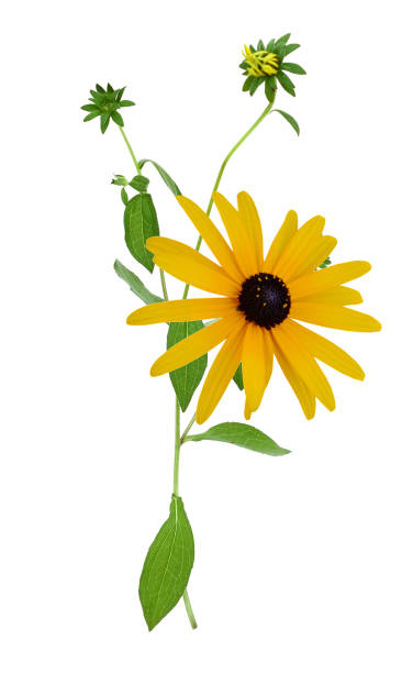 istock Beautiful Rudbeckia flowers on white background 1215554902