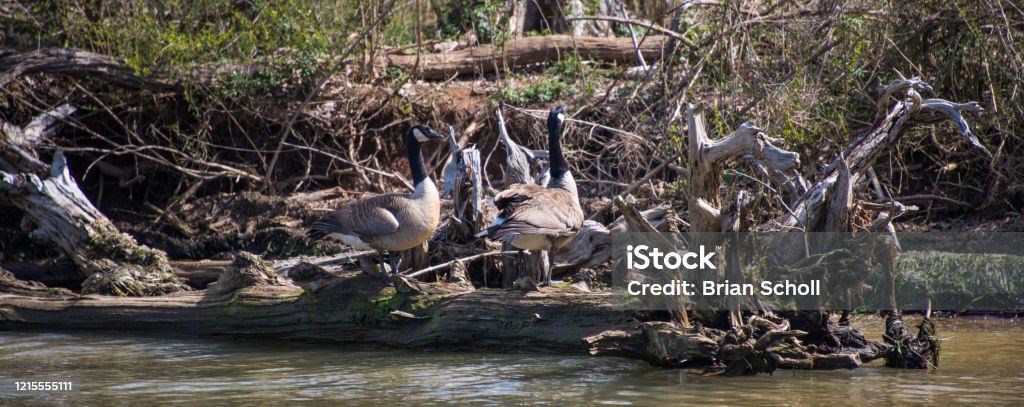 Birds of Lake Guntersville Canada gees on a log Animal Wildlife Stock Photo