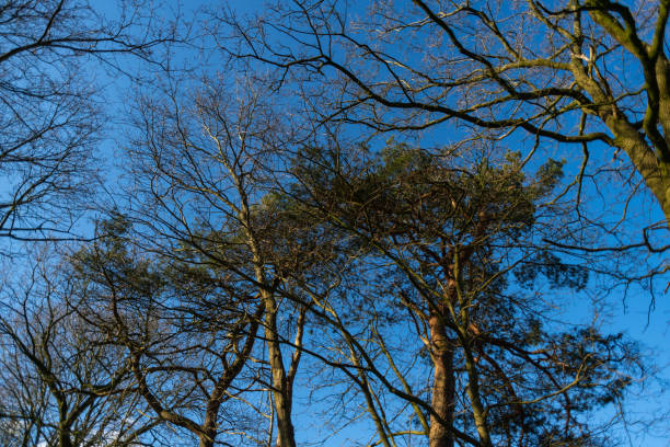 A tree  without leaves in spring with a blue sky in the background