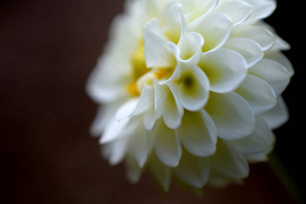 Close-up of white dahlia on dark background Close-up of white dahlia on dark background, selective focus, taken in Eleanor Roosevelt's garden at Val-Kill, Hyde Park, NY hyde park flowers stock pictures, royalty-free photos & images