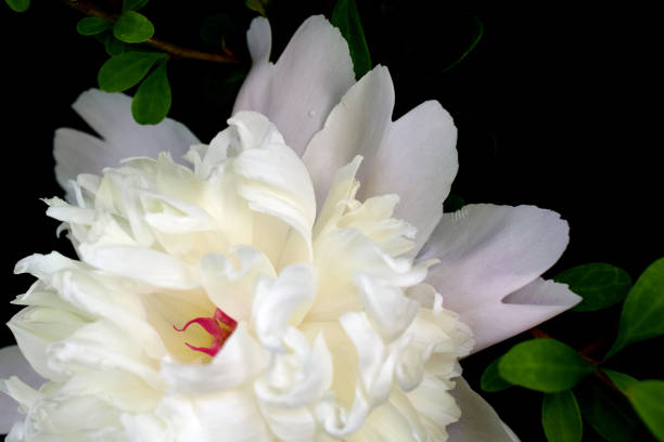 istock Close-up of white peony on black background 1215556532