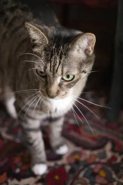 Tabby cat standing on a colorful carpet, looking away, focus on foreground