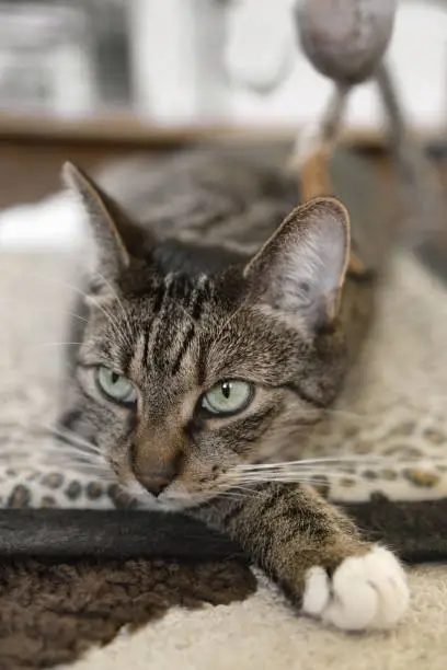 Tabby cat laying and resting on the carpet, with resigned face, one paw ahead, blurred background