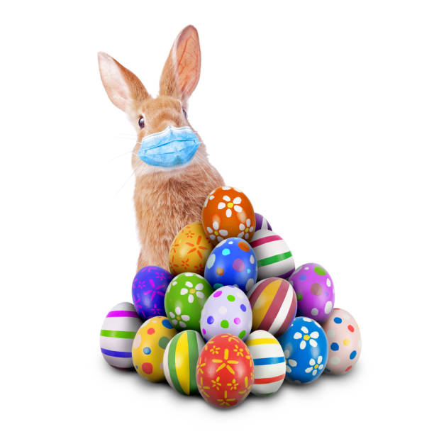 easter bunny or easter rabbit scared of coronavirus or covid-19 pandemic with surgical mask hiding and peeking behind a pile of painted easter eggs isolated white background aka cut out or cutout - eggs animal egg stack stacking imagens e fotografias de stock