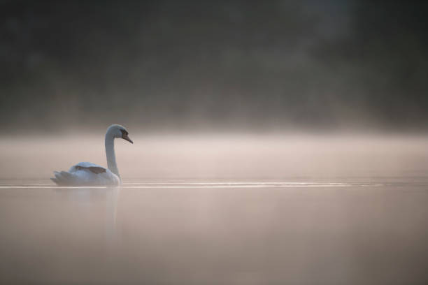 istock Mute Swan glides along river on misty morning 1215557499