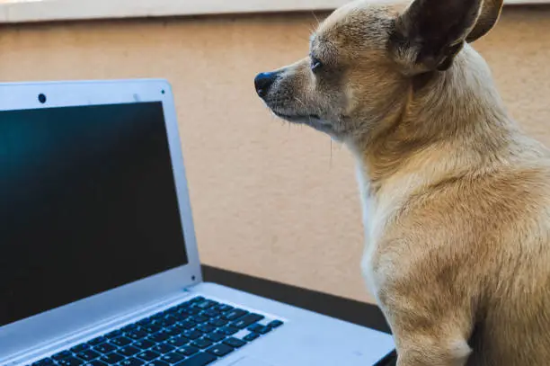 chihuahua dog sitting with a gray laptop