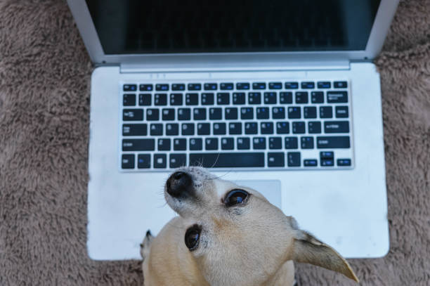 istock chihuahua with laptop 1215557688