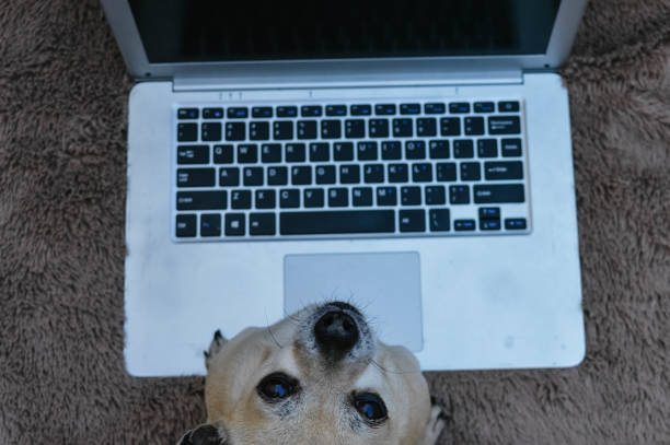 istock chihuahua with laptop working 1215557704