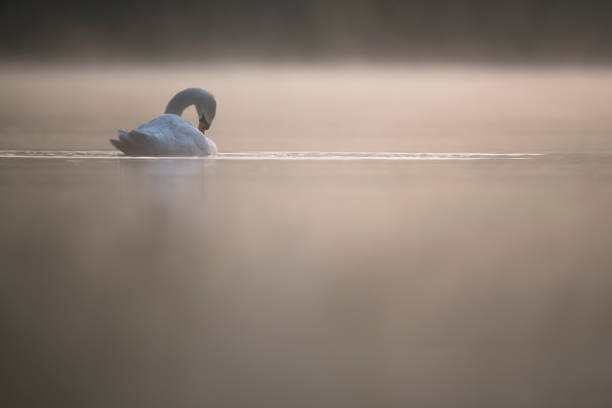 istock Mute Swan preens on misty summer morning 1215557718