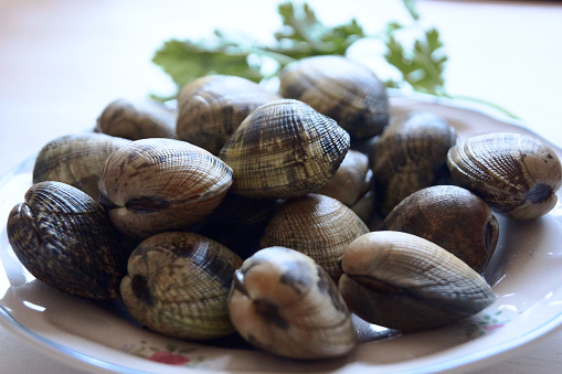 plate with fresh clams for cooking