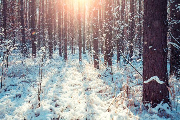 istock Snowy pine forest. Pine trees covered with snow. Winter nature. Nature winter background. Christmas background. 1215558657
