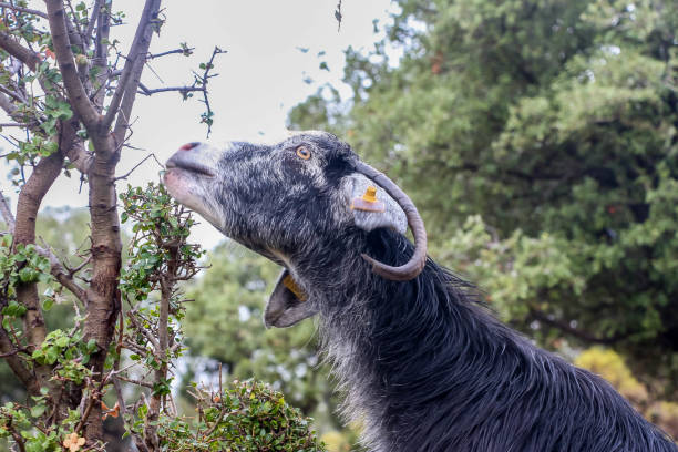 istock A black goat eating leaf, nature background 1215558785