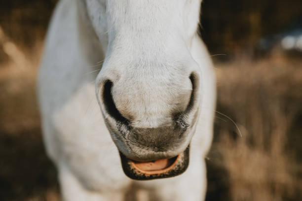 деталь ноздрей белого коня с открытым ртом, похожий на смеющегося коня - risible стоковые фото и изображения