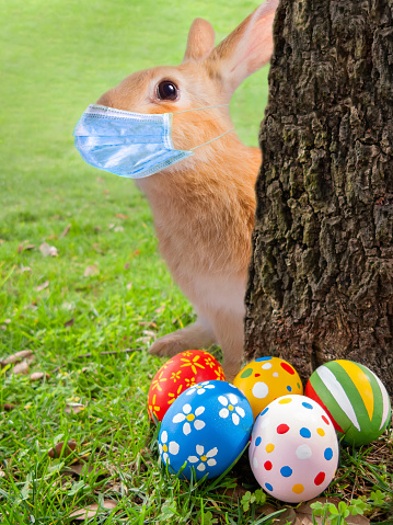 Scared Easter Bunny or Easter Rabbit peeking out a tree because of Coronavirus or Covid-19 pandemic with a surgical face mask. Painted Easter Eggs hidden in the grass for Easter Egg Hunt Game