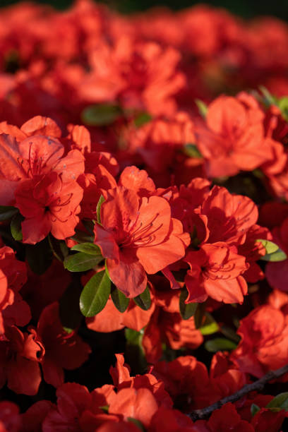 Azalea in macro