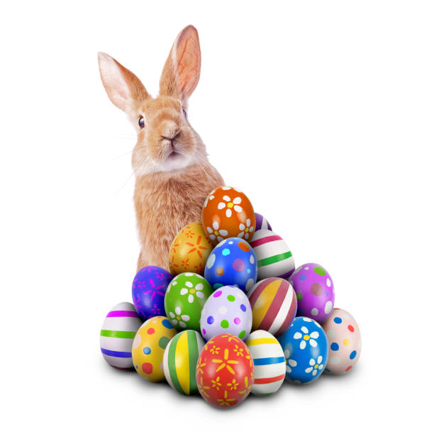 curious, cute and funny easter bunny or easter rabbit peeking behind a pile of painted decorated or ornate easter eggs for easter egg hunt game isolated white background, cut out or cutout - eggs animal egg stack stacking imagens e fotografias de stock