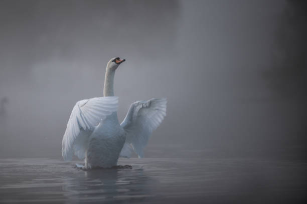 강가의 안개 속에서 뻗어있는 백조날개 - swan bird water fog 뉴스 사진 이미지