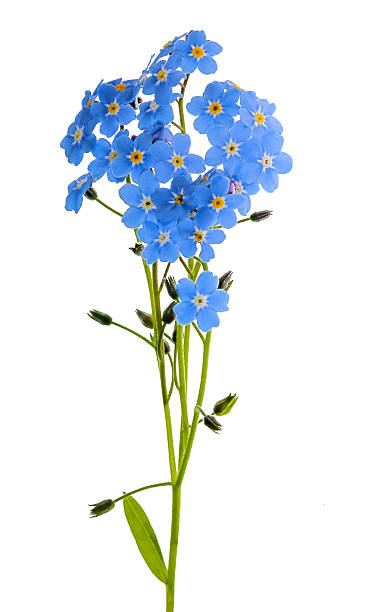 forget-me-not flowes isolated on white  forget me not stock pictures, royalty-free photos & images