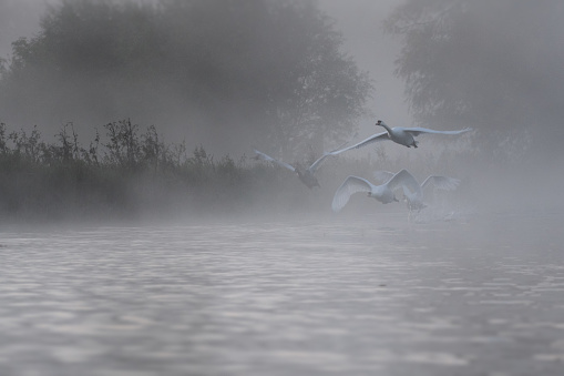 Mute Swans take to flight on a misty morning