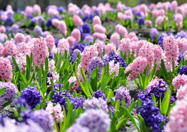 istock Large flower bed with large multi-colored hyacinths close-up, traditional Easter spring flowers, beautiful spring floral background 1215562699