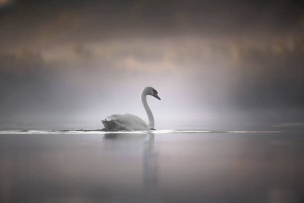 cisne mudo se desliza sobre el río en la niebla de verano en aguas tranquilas - cisne blanco comun fotografías e imágenes de stock