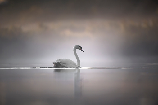Mute Swan glides on river in summer mist on tranquil waters