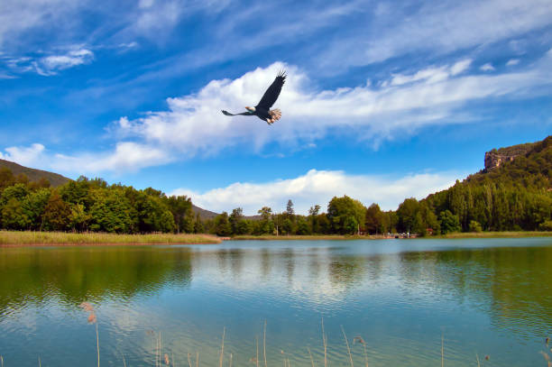 Nice nature landscape with an eagle flying over a lake