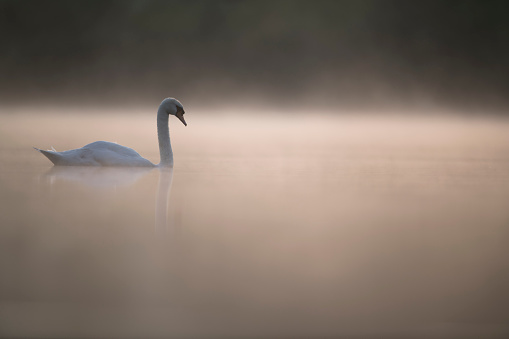 Mute Swan in morning mist on the water meadow