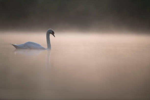 Mute Swan in morning mist on the water meadow Mute Swan in morning mist on the water meadow suffolk england stock pictures, royalty-free photos & images