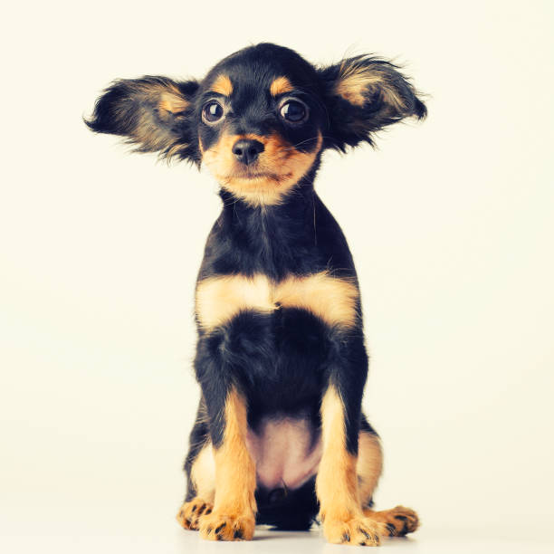 Funny young puppy of Russian toy terrier on a white background. Funny young puppy of Russian toy terrier on a white background. - image russkiy toy stock pictures, royalty-free photos & images