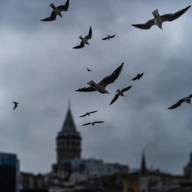 istock Flying birds and Galata tower view 1215565553