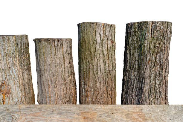 Four old tree trunks standing in a row on a wooden board, isolated on white background with clipping path.