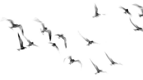 istock Flying birds. Motion blur birds. Black white photography. 1215565671