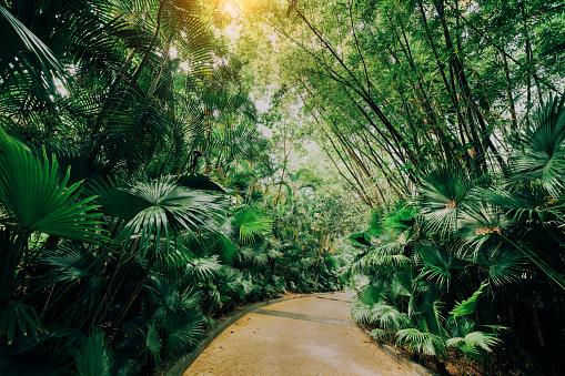 Tropical Garden Pathwey