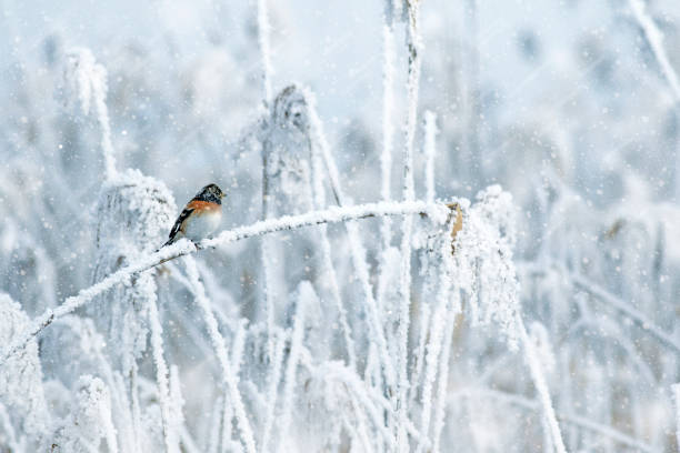 istock Winter nature and bird. White nature background. 1215565753