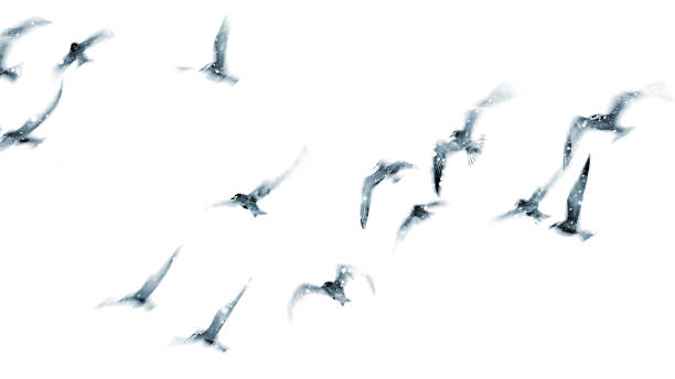 istock Flying birds. Motion blur birds. Black white photography. 1215565820