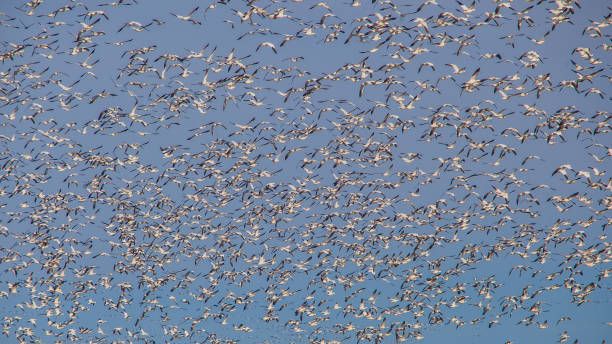 istock The Great Snow Goose on the way. 1215565959