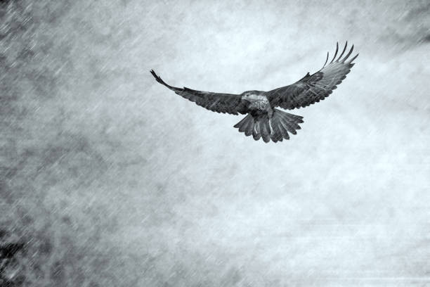 Abstract wildlife