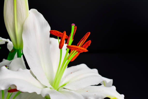 istock white flowers petal on black background 1215568264