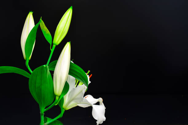 istock white flowers lily  on black background 1215569365