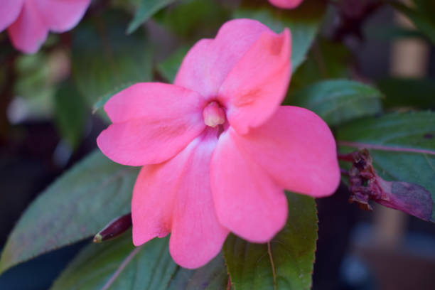istock Busy Lizzie Busy Lizzie Flower 1215569384