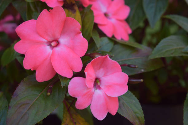 istock Busy Lizzie Busy Lizzie Flower 1215569429