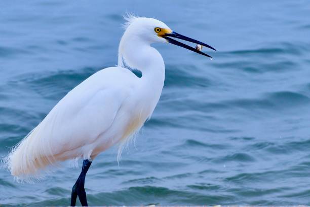 snowy egret feeding on the beach con una almeja en su pico. - wading snowy egret egret bird fotografías e imágenes de stock