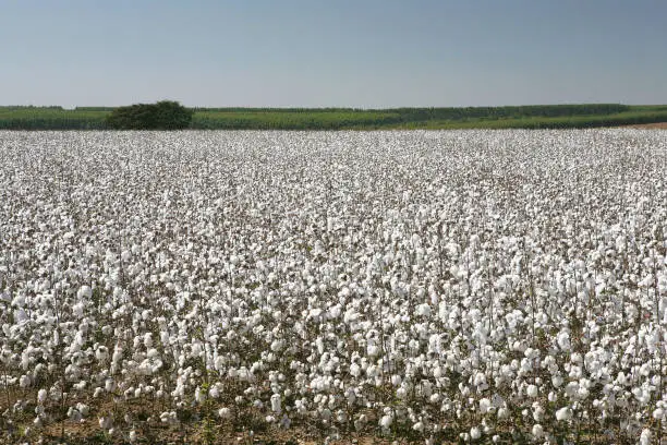 cotton field on countryside of Brazil