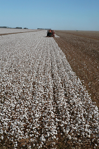 harvest with machine on cotton field contrast with blue sky on countryside of Brazil