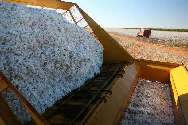 harvest with machine in cotton field on countryside of Brazil