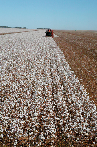 harvest with machine on cotton field contrast with blue sky on countryside of Brazil\
