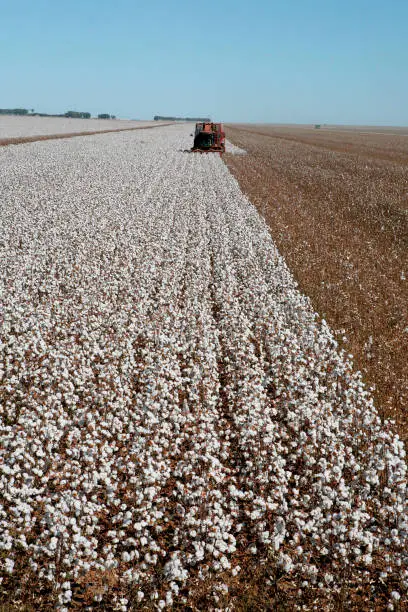harvest with machine on cotton field contrast with blue sky on countryside of Brazil"r"r"r