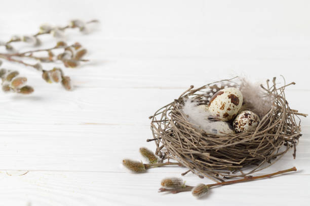 istock Nest, quail eggs, willow on a rustic white wood. 1215572068