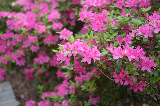 Beautiful springtime Azalea bush